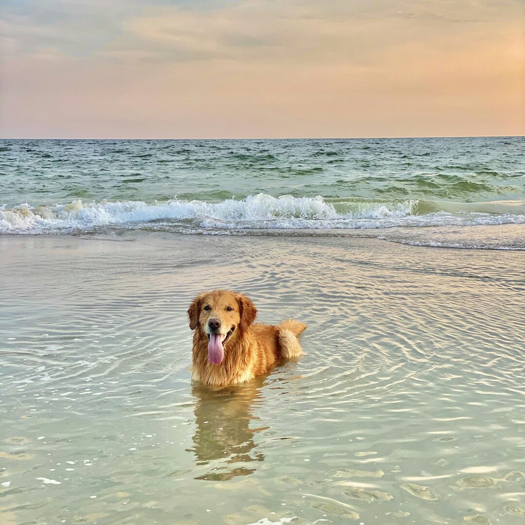 Un golden retriever à la plage, publié avec une fausse étiquette « Infos IA » sous le nom
